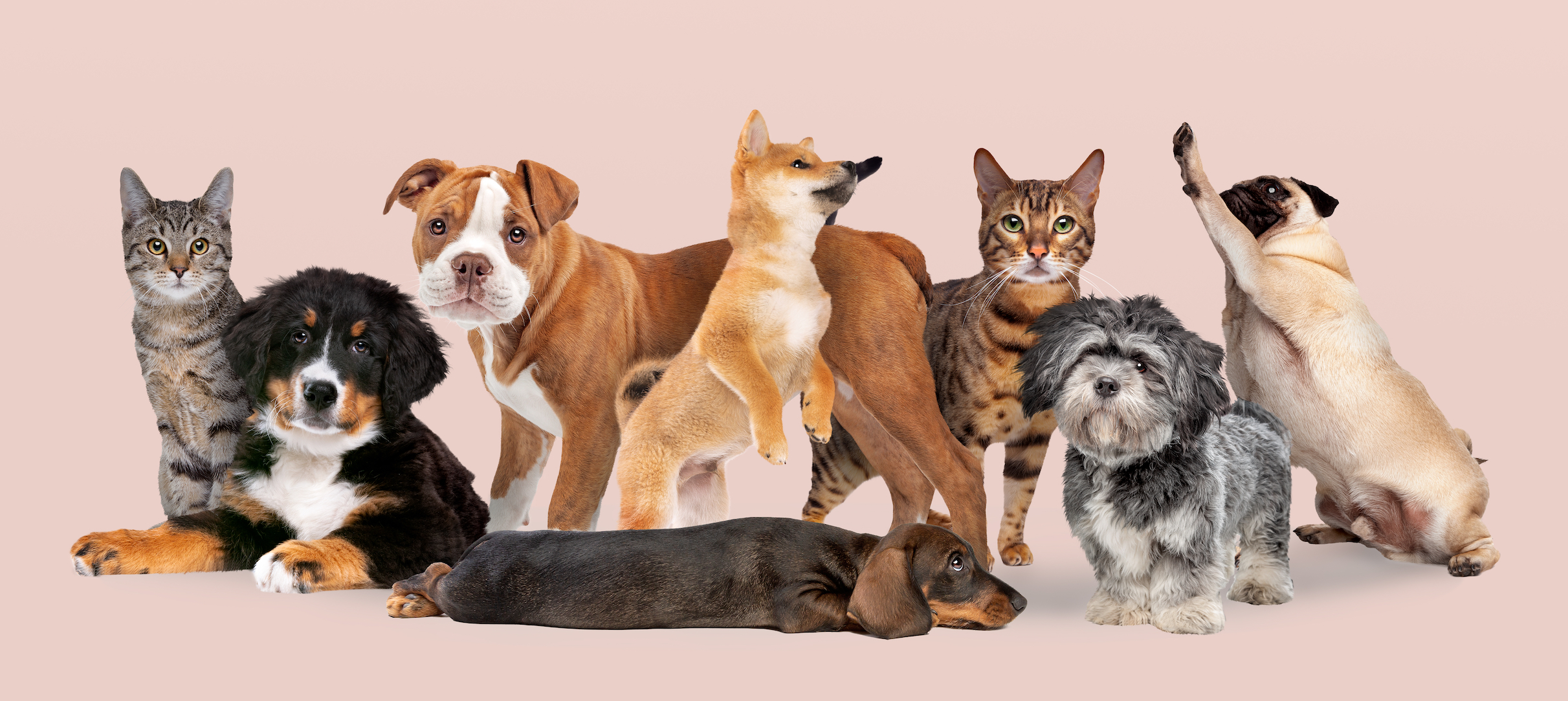Group,Of,Eight,Cats,And,Dogs,Isolated,On,A,Pink